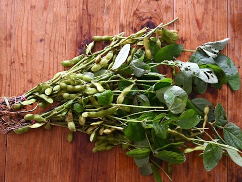 収穫後の枝豆(大豆)