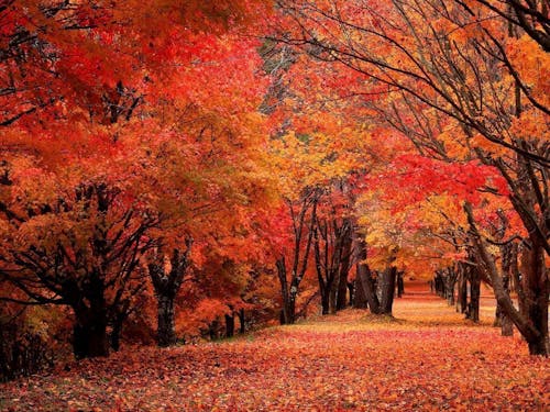 町の観光スポット「もみじ湖」の紅葉