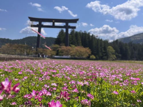 休耕時は田んぼにレンゲを咲かせるプロジェクトも