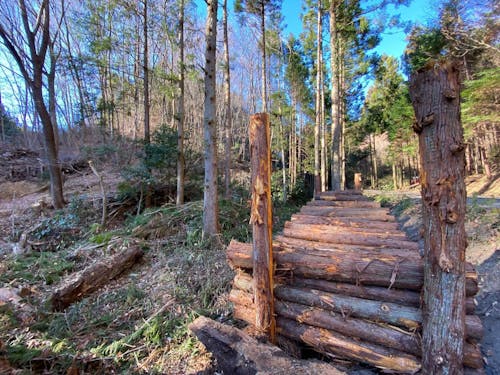 大自然が職場!五感で感じる林業の魅力。この森が活動の舞台です。