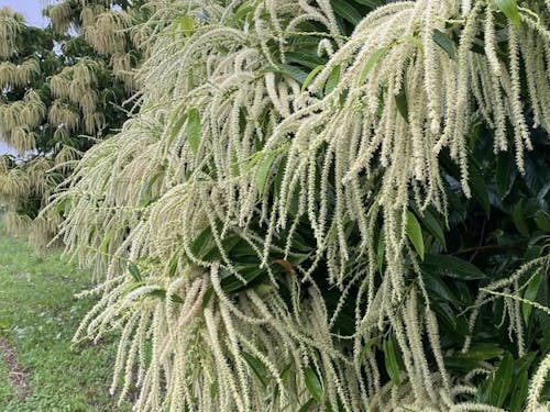 初夏に咲く栗の花。ここから笠間の栗が生まれます。