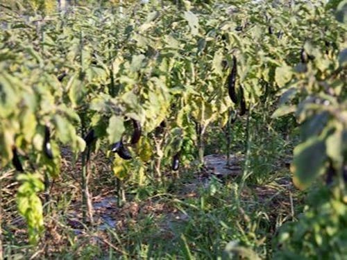 取材時はちょうど夏の終わりでしたが、まだまだツヤツヤのナスが実っています。