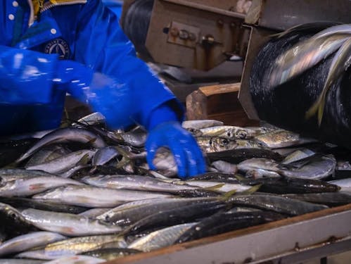 富山湾の定置網漁