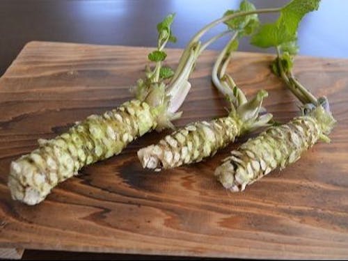 栽培しているわさび