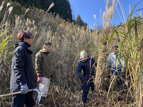 自分の背丈よりも高いススキを収穫