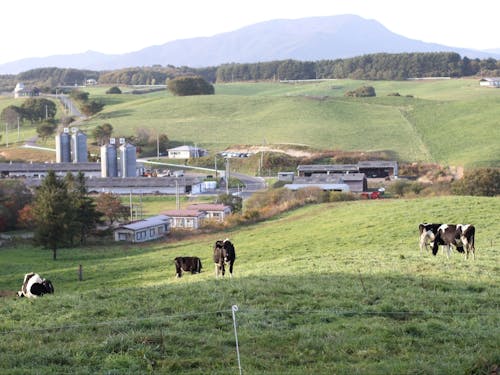 のどかな酪農風景が広がる洋野町