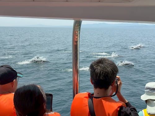 イルカウォッチング