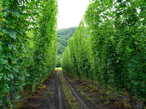 町の特産品であるホップ畑の様子