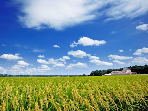 千葉県ブランド米「多古米」の田園風景