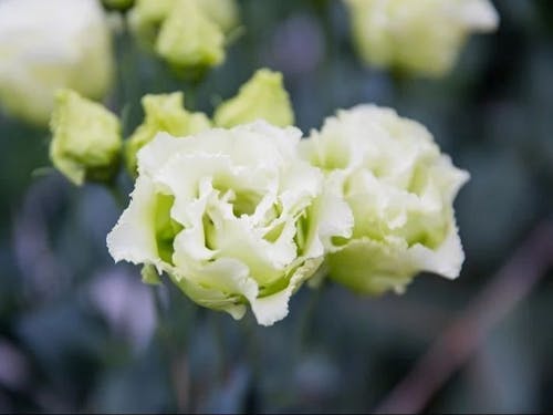 トルコギキョウの花言葉は「希望」です。