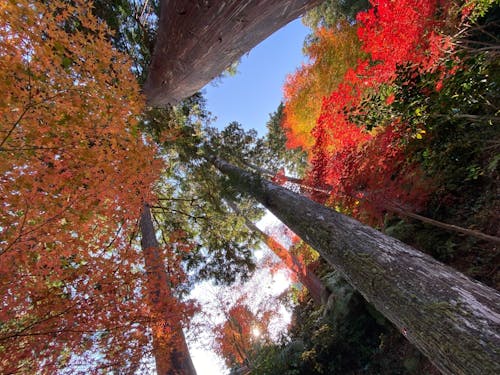 紅葉の美しさと、森のしっとりした香りに癒されます。