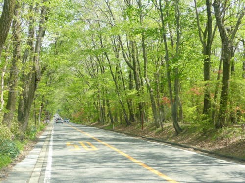 那須高原の自然豊かな環境と緑のトンネル