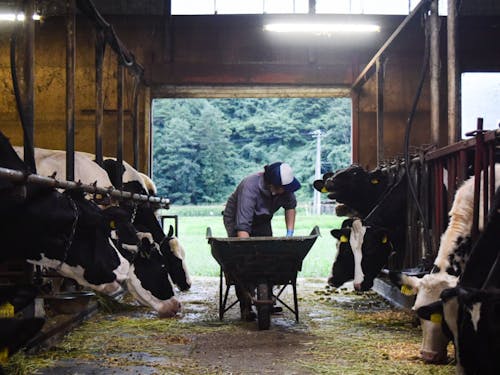 ワイン以外のお試し就業や、近隣市町村での滞在も（写真は酪農ヘルパー🐄）