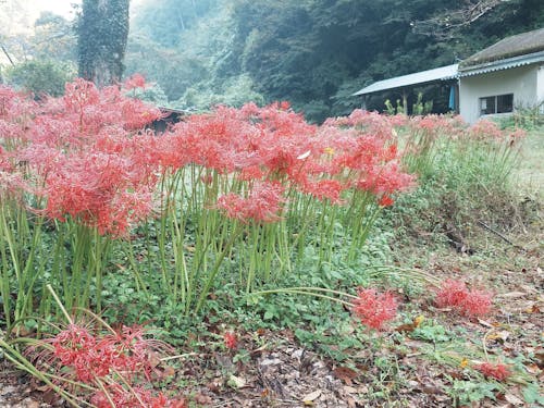 秋になると田んぼのあぜ道や至るところに咲き始める「彼岸花」。散り際が儚く…。
