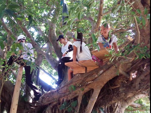 推定樹齢100年のガジュマルの展望台