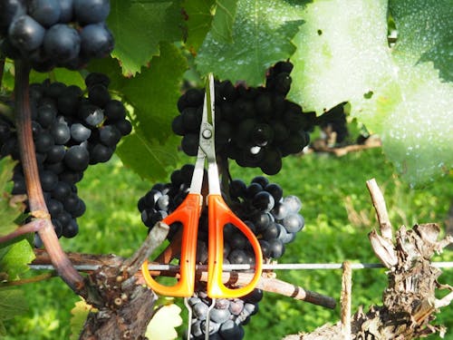 誰かの「おいしい」に繋がる、実感に満ちた仕事です