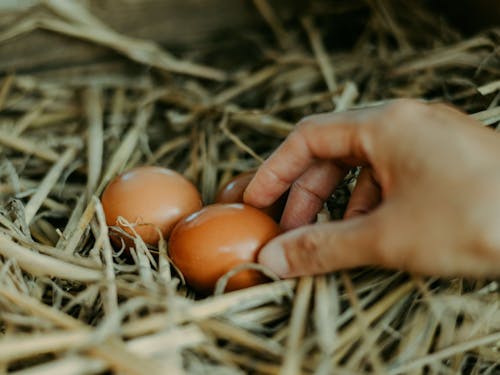 ニワトリもいます
