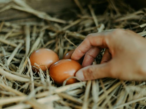 ニワトリもいます
