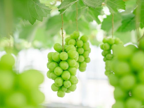 極上の甘さが自慢!七戸町のシャインマスカット