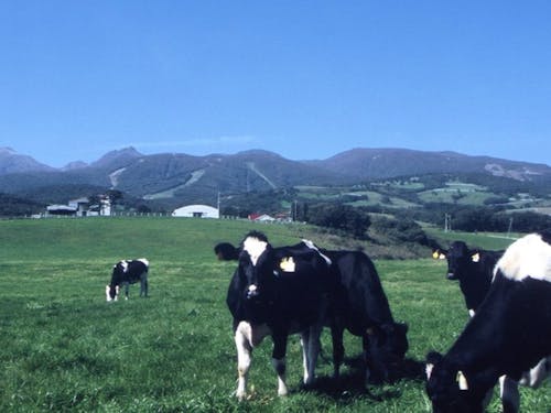 那須町は酪農が盛んで「ミルクの里」とも言われています🥛