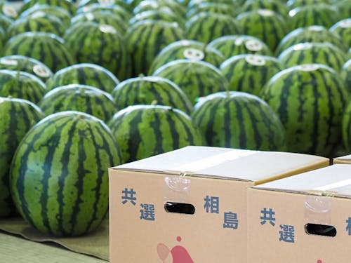 相島すいかは大きくて美味しいですよ