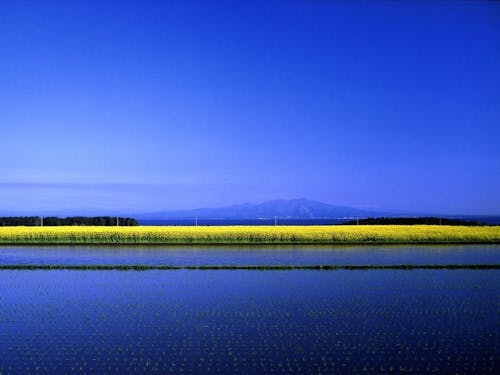ブルーとイエローの幻想的なコントラスト