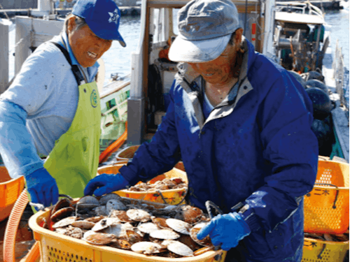 海が磨く、横浜町のホタテ