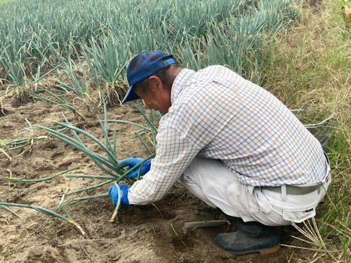 ネギの作業に従事する地元の農家さん