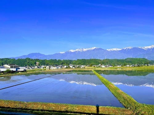 初夏、田んぼに映える中央アルプス