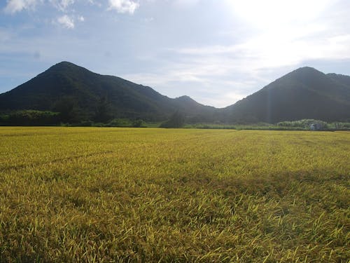自然の中で育まれる恵みをいただく、島の暮らし