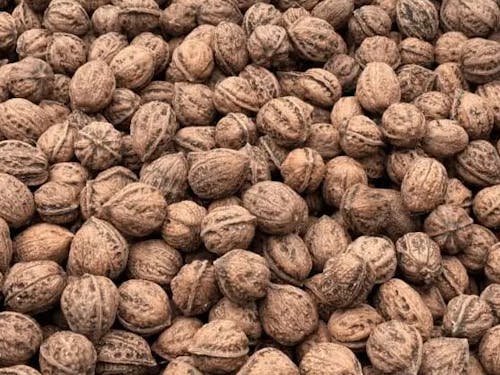 胡桃（くるみ）