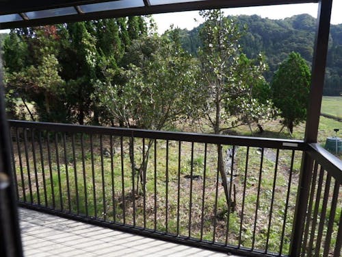 バルコニーから見える庭木