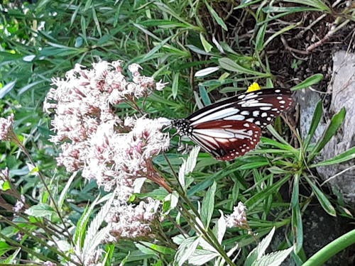 渡り蝶 アサギマダラ