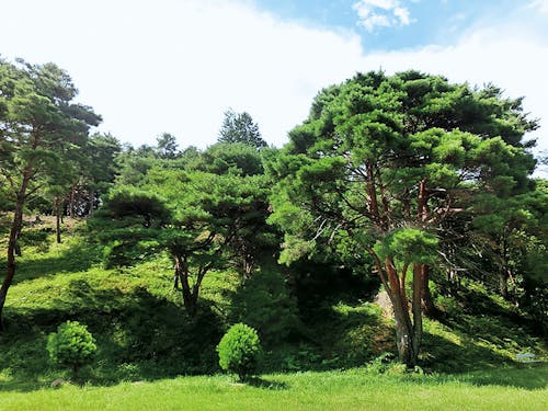 国指定の天然記念物「ウツクシマツ自生地」
