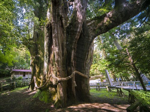 国の特別天然記念物　杉の大スギ