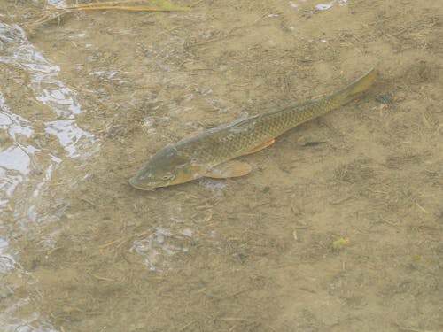 水辺に暮らす様々な生き物は、子どもたちに多くの学びや触れ合いをもたらします。
