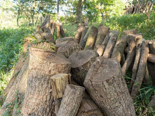 原木から採れるしいたけは肉厚で絶品ですよ