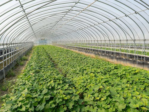 有名な焼酎に使われる芋もつくられています