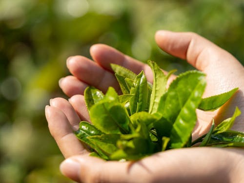 地元産の茶葉。集落では釜炒りイベントが行われたことも。