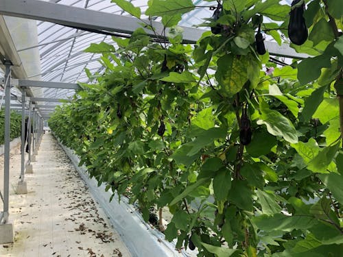 安田町は特にナスの栽培が盛んに行われています