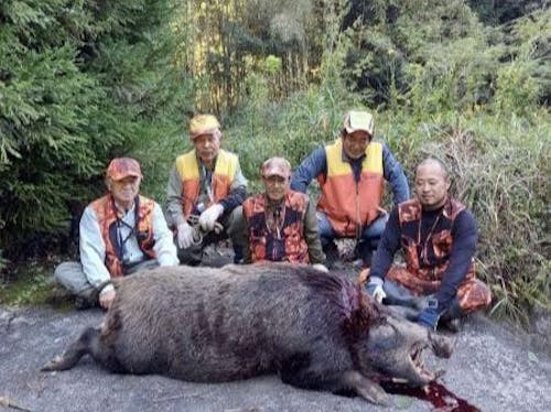 三加和駆除隊による捕獲の様子。