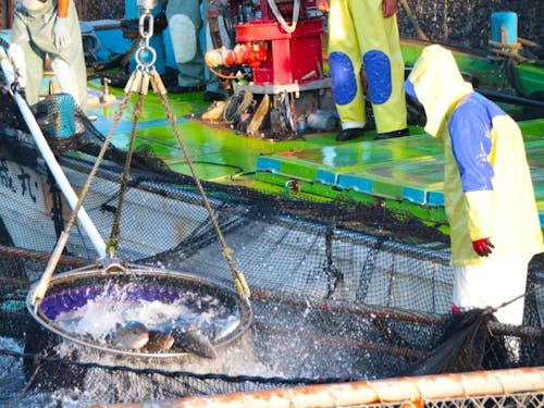 『かのやカンパチ』水揚げ