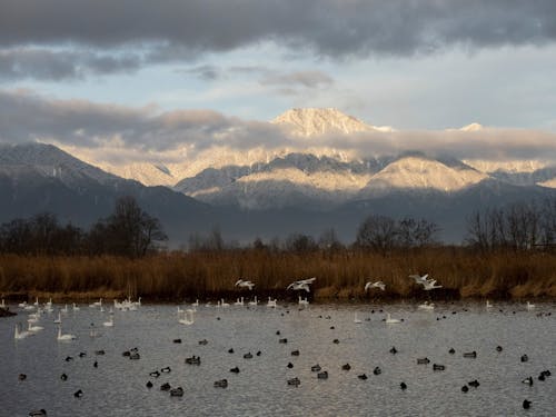 安曇野はコハクチョウの飛来地。安曇野に冬の訪れを告げます。