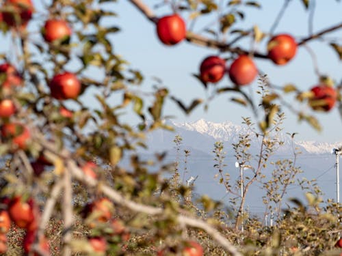 りんごを始めとした果樹栽培も盛ん