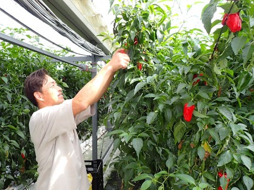 【働き先】クモン農園合同会社