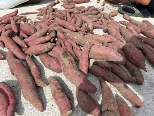 採れた戦利品がこちら😁