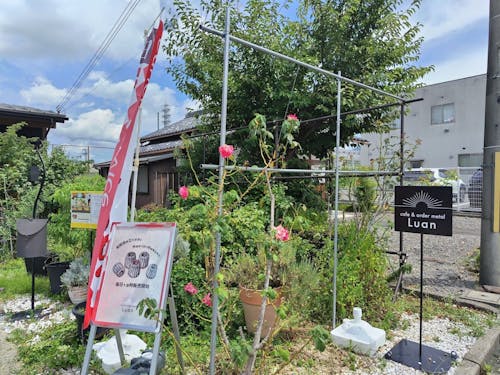 Luanさんのお店の前のバラ