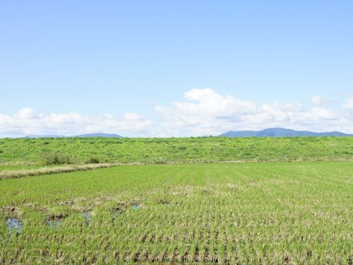 今森・江本エリアの田園と堤防の風景