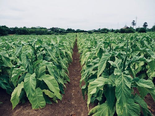 広大な葉タバコ畑