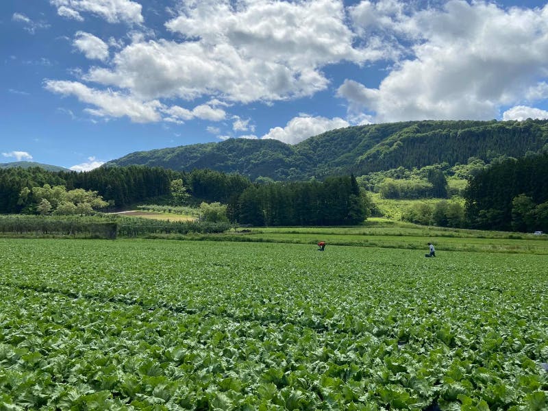 もやしキャンパー)割栗石 (黒 選別150kg)(黒茶 200kg) 豆もやし
